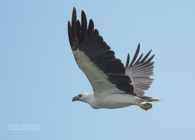 Witbuik Zeearend - White-bellied Sea Eagle - Haliaeetus leucogaster