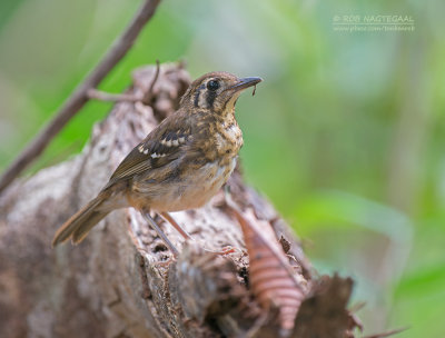 Vlekvleugellijster - Spot-winged Thrush - Geokichla spiloptera