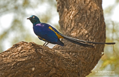 Koningsglansspreeuw - Golden-breasted Starling - Lamprotornis regius