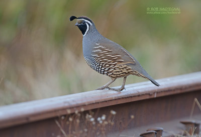 Californische Kuifkwartel - California Quail - Callipepla californica