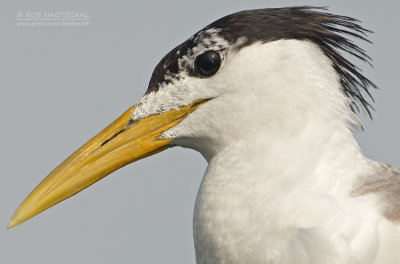 Grote Kuifstern - Great Crested Tern - Thalasseus bergii