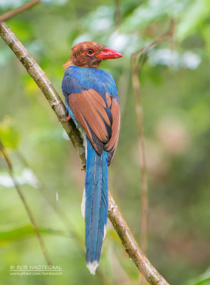 Blauwe Kitta - Sri Lanka Blue-Magpie - Urocissa ornata