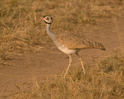 Senegaltrap - White-bellied Bustard - Eupodotis senegalensis