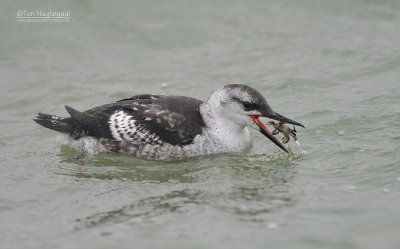 Zwarte Zeekoet -  Black Guillemot - Cepphus grylle 