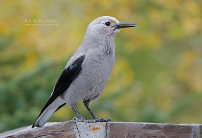 Grijze Notenkraker - Clark’s Nutcracker - Nucifraga columbiana