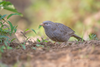 Geelsnavelbabbelaar - Yellow-billed Babbler - Turdoides affinis