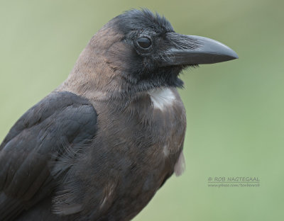 Huiskraai - House Crow - Corvus Splendens