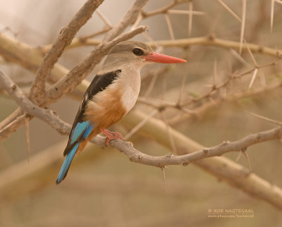 Grijskopijsvogel - Grey-headed Kingfisher - Halcyon leucocephala
