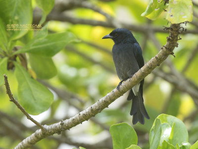 Witbuikdrongo - White-bellied Drongo - Dicrurus caerulescens