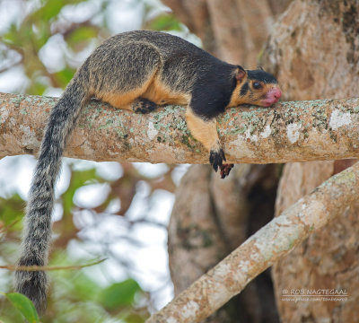 Reuzen eekhoorn - Grizzled Giant squirrel - Ratufa macroura