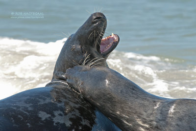 Grijze Zeehond - Grey seal - Halichoerus grypus