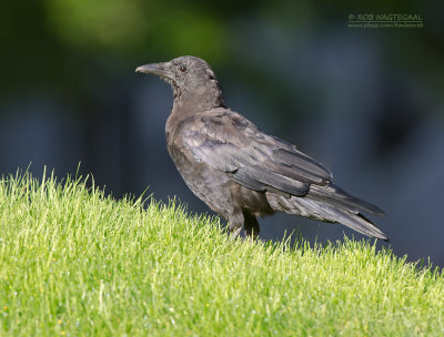 Bairds Kraai - Northwestern Crow - Corvus caurinus
