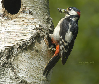 Grote bontespecht - Great spotted woodpecker - Dendrocopos major