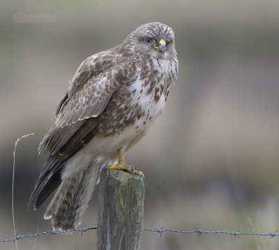 Buizerd - Buzzard - Buteo buteo