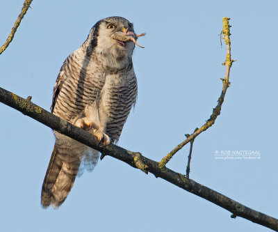 Sperweruil - Northern hawk owl - Surnia ulula