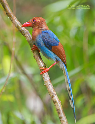 Blauwe Kitta - Sri Lanka Blue-Magpie - Urocissa ornata