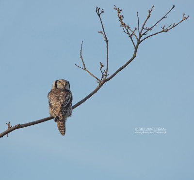 Sperweruil - Northern hawk owl - Surnia ulula