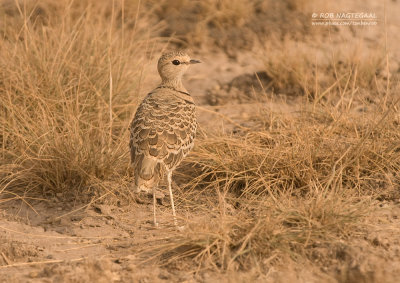 Dubbelbandrenvogel - Double-banded Courser - Smutsornis africanus