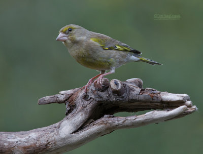 Groenling - Greenfinch - Chloris chloris