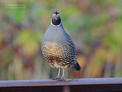 Californische Kuifkwartel - California Quail - Callipepla californica