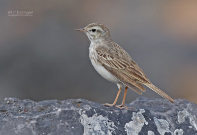 Berthelot-pieper - Berthelots Pipit - Anthus berthelotii