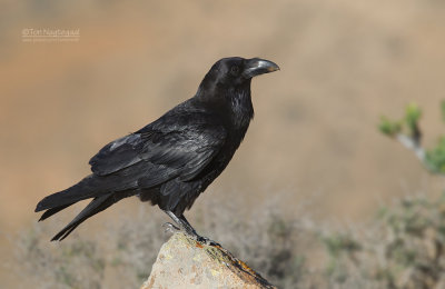 Raaf - Raven - Corvus corax