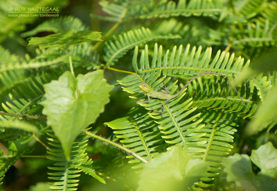 Groene Bos Hagedis - Common Green Forest Lizard - Calotes calotes