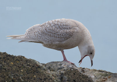 Kleine Burgemeester - Iceland Gull - Larus glaucoides