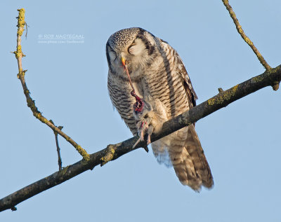 Sperweruil - Northern hawk owl - Surnia ulula