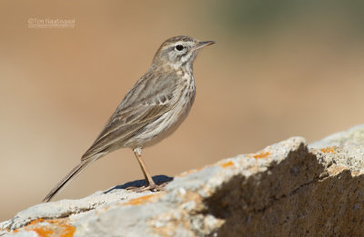 Berthelot-pieper - Berthelots Pipit - Anthus berthelotii