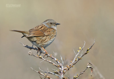 Heggemus - Dunnoch - Prunella modularisa