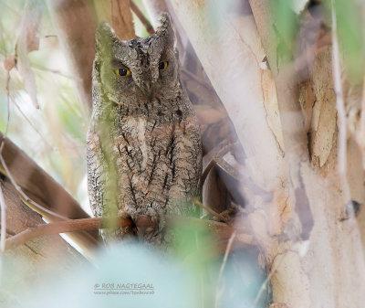 Dwergooruil - Scops Owl - Otus scops