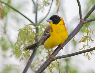 Zwartkopgors - Black-headed Bunting - Emberiza melanocephala