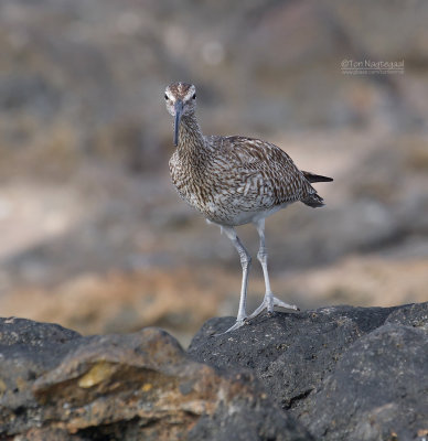 Regenwulp - Eurasian Whimbrel - Numenius phaeopus