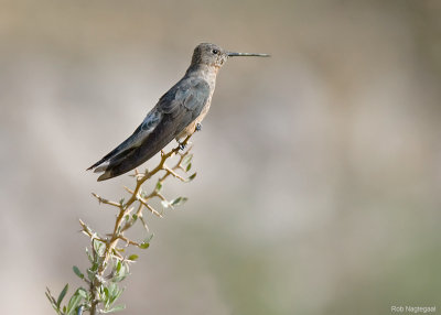 Reuzenkolibrie - Giant Hummingbird - Patagona gigas