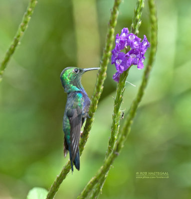 Vorkstaartbosnimf - Fork-tailed Woodnymph - Thalurania furcata