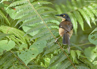 Zwartkap-donacobius - Black-capped Donacobius - Donacobius atricapilla	