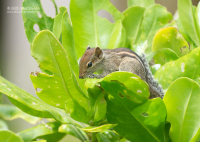 Indiase Palm Eekhoorn - Indian Palm Squirrel - Funambulus palmarum