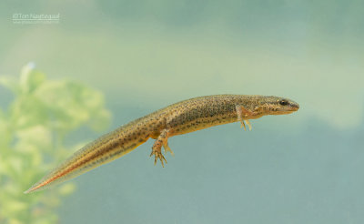 Kleine watersalamander - Smooth Newt - Lissotriton vulgaris
