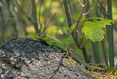 Zandhagedis - Sand Lizard - Lacerta agillis