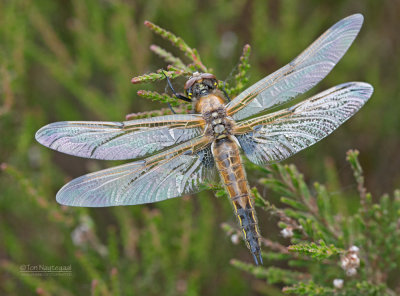 Viervlek - Four-Spotted Chaser - Libellula qaudrimaculata