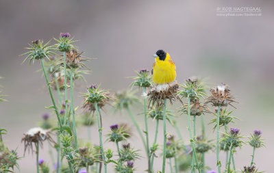 Zwartkopgors - Black-headed Bunting - Emberiza melanocephala