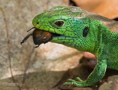 Zandhagedis - Sand Lizard - Lacerta agillis