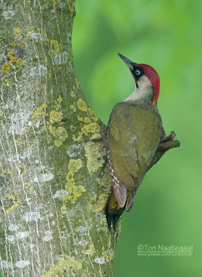 Groene Specht - Green Woodpecker - Picus viridus