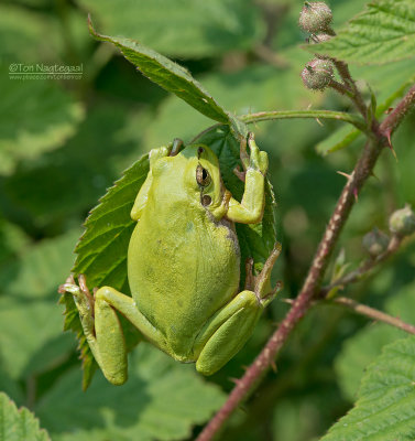 Boomkikker - European Tree Frog - Hyla arborea