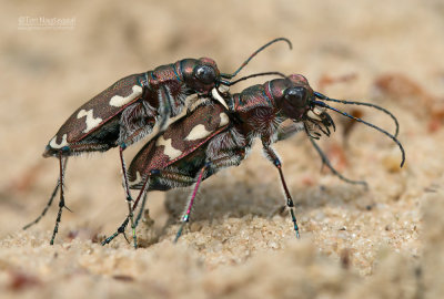 Bastaardzandloopkever - Northern dune tiger beetle - Cicidela hybrida