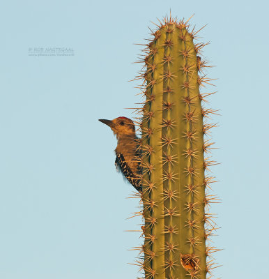 Roodkruinspecht - Red-crowned Woodpecker - Melanerpes rubricapillus