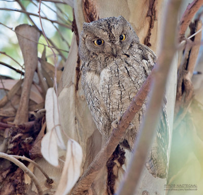 Dwergooruil - Scops Owl - Otus scops