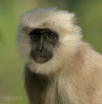 Hanumanlangoer - Black-faced Langur - Semnopithecus entellus