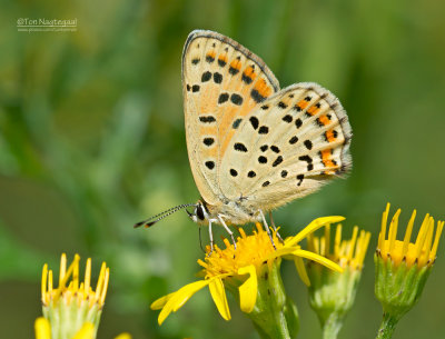 Bruine vuurvlinder - Sooty Copper - Lycaena tityrus